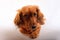 Purebred brown longhaired dachshund dog
