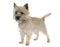 Purebred cairn terrier