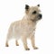 Purebred cairn terrier