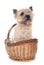 Purebred cairn terrier