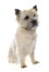 Purebred cairn terrier