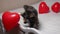 Purebred cat plays with an air balloon heart on the bed.