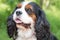 Purebred Cavalier King Charles Spaniel dog outdoors