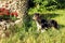 A purebred Cavalier King Charles Spaniel dog outdoors in the nature on a sunny day.Portrait of a dog enjoying the sun