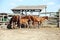 Purebred chestnut foals and mares eating forage in the corral summertime outdoor rural scene