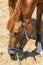 Purebred chestnut horse eats hay closeup on hot day