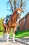 Purebred chestnut stallion in bandages standing on pasturage. Mu