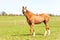 Purebred chestnut standing stallion. Exterior image.