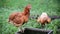 Purebred chicken walks in yard