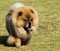 Purebred Chow Chow pet dog with blue tongue walking on grass