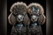 purebred cool little poodles with curls and hairstyles on dark background