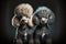 purebred cool little poodles with curls and hairstyles on dark background