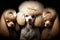 purebred cool little poodles with curls and hairstyles on dark background