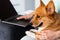 Purebred Corgi dog sits on the hands of the owner. Typing text on laptop and holding lovely Welsh Corgi Pembroke in