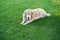 a purebred curly-haired Labrador Retriever dog lies on a flat lawn.