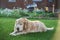 a purebred curly-haired Labrador Retriever dog lies on a flat lawn