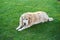 a purebred curly-haired Labrador Retriever dog lies on a flat lawn