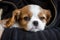 Purebred cute puppy Cavalier King Charles Spaniel napping in arms, close-up, selective focus