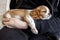 Purebred cute puppy Cavalier King Charles Spaniel sleeps in arms of girl, close-up, selective focus