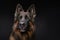 Purebred dark brown sheepdog against dark studio background