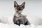 Purebred devon rex kitten