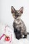 Purebred devon rex kitten