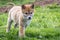 Purebred Dingo Puppy, Victoria, Australia, August 2018