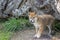 Purebred Dingo Puppy, Victoria, Australia, August 2018