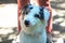 Purebred dog Australian shepherd - Aussie in front of the owner legs, outdoors, sunny day. Has different colors of eyes - one br