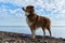 Purebred dog on beach. Wet Australian Shepherd dog after swimming in river. Aussie puppy of chocolate color stands by lake against