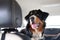 Purebred dog breed sennenhund rides in the car. Transportation of large animals