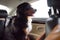 Purebred dog breed sennenhund rides in the car. Transportation of large animals