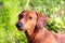 Purebred dog Dachshund, a hunting breed. Dog German Dachshund
