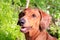 Purebred dog Dachshund, a hunting breed. Dog German Dachshund re