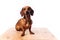 Purebred dog dachshund with shiny hair. A companion dog and a friend.