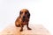 Purebred dog dachshund with shiny hair. A companion dog and a friend.