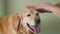 Purebred dog. Large dog breed Labrador Retriever. Smart and happy dog