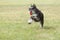 Purebred dog Miniature schnauzer on green grass plays with the