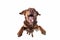 purebred dog pet animal funny fly doggy background white cute jump. Generative AI.