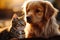 Purebred dog and playful kitten unite in a heartwarming scene