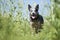 Purebred dog posing among plants.