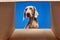 Purebred dog, Weimaraner looking into box over blue background. Dog's food, pet's care items