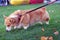 Purebred dog, Welsh Corgi Pembroke close-up. Red-haired dog with short legs