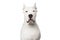Purebred Dogo Argentino Dog on White Background