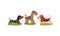 Purebred Dogs or Canine with Terrier and Dachshund Standing on Green Lawn Vector Set
