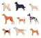 Purebred Dogs Collection, Beagle, Dalmatian, Labrador, Poodle, Greyhound Pet Animals, Labrador Retriever, Fox Terrier