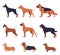 Purebred Dogs Collection, Doberman, American Bandog, German Shepherd, Boxer, Rottweiler, Welsh Corgi, Basset Hound