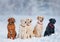 Purebred dogs posing in a group