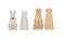 Purebred Dogs Sitting on Hind Legs Front and Back View Vector Set