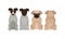 Purebred Dogs Sitting on Hind Legs Front and Back View Vector Set